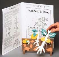 14559 Bookplus Model - From Seed To Plant