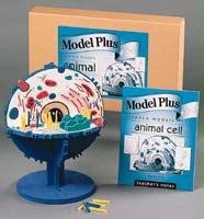 14563 Animal Cell Model