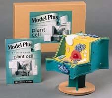 14564 Plant Cell Model With Model Resilient Non-toxic