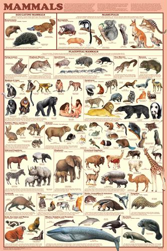 16331 24"x 36" Mammals Poster
