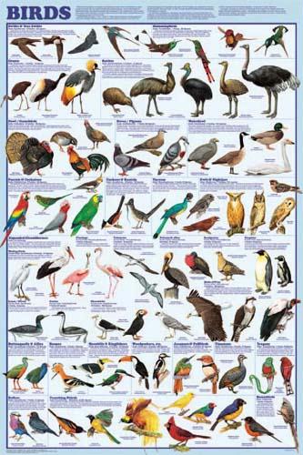 16332 24" X 36" Full Color Birds Poster