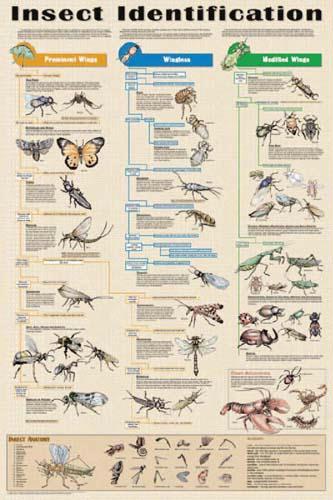16333 Insects Identification Poster