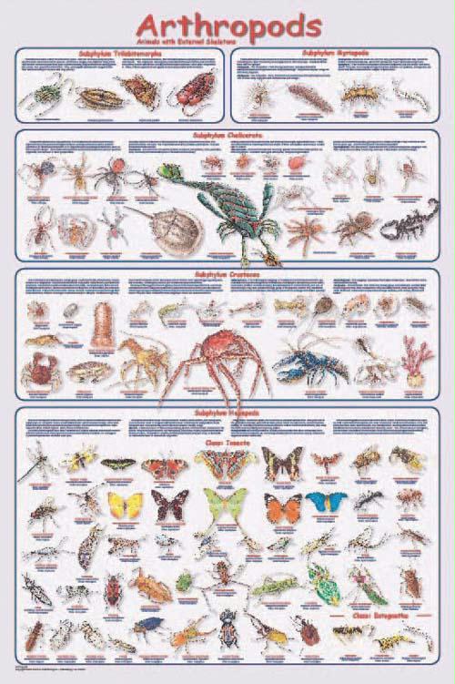 16335 Arthropods Poster