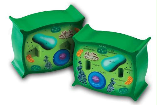 16834 Cross-section Plant Cell Model