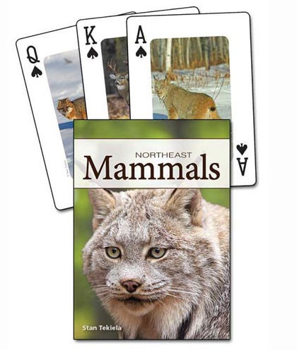 . Ap33885 Mammals Of The Northeast Playing Cards