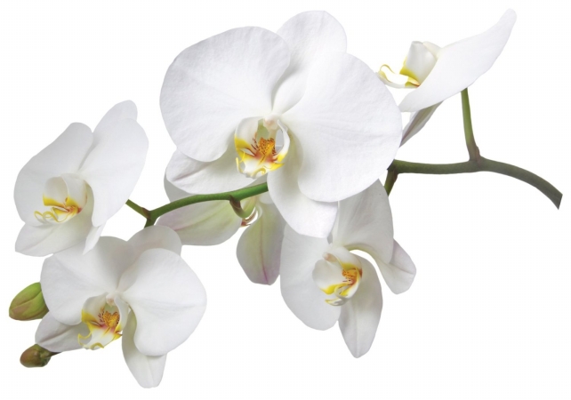 Cr-57714 White Orchid Wall Decals