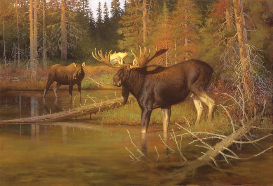 Dm 62 Lambson Moose Intruder Moose