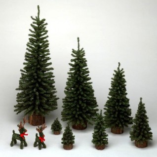 24 In. Mini Pine Tree 282 Tips Wood Base