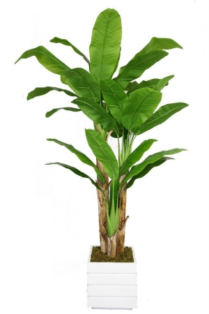 Vhx117211 Laura Ashley 78 In. Tall Banana Tree With Real Touch Leaves In 14 In. Fiberstone Planter