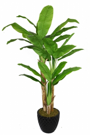 Vhx117205 Laura Ashley 78 In. Tall Banana Tree With Real Touch Leaves In 16 In. Fiberstone Planter