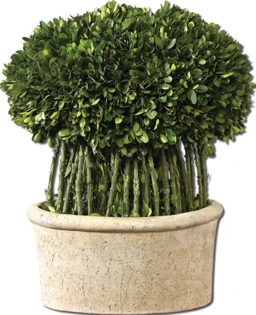 60108 Willow Topiary Preserved Boxwood