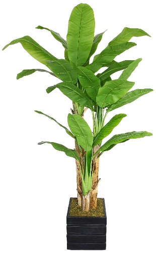 Vhx117204 Laura Ashley 78 In. Tall Banana Tree With Real Touch Leaves In 14 In. Fiberstone Planter