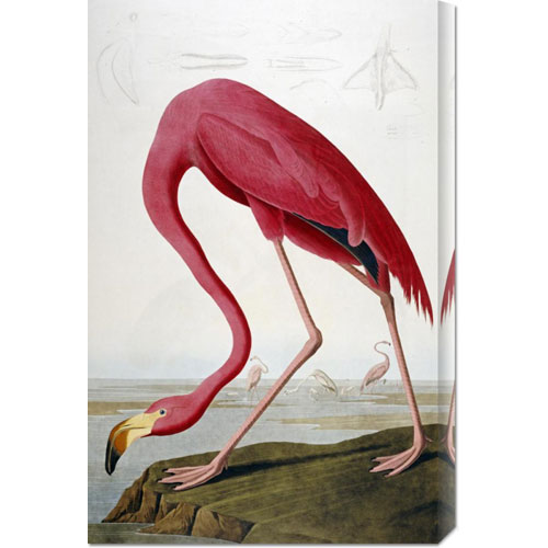 Bentley Global Arts Dba American Walls Gcs-264572-30-142 John James Audubon 'american Flamingo' Stretched Canvas