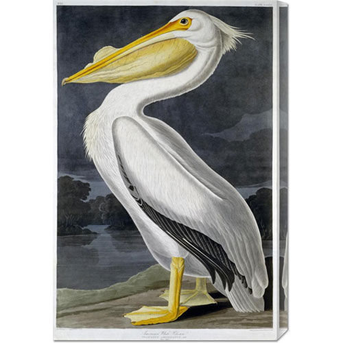 Bentley Global Arts Dba American Walls Gcs-264573-30-142 John James Audubon 'american White Pelican' Stretched Canvas