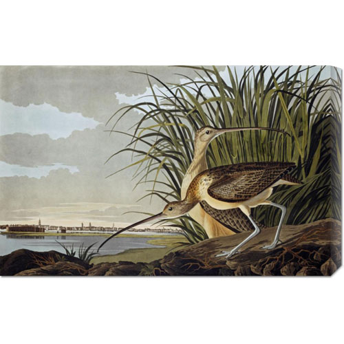 Bentley Global Arts Dba American Walls Gcs-264574-30-142 John James Audubon 'male And Female Long Billed Curlew' Stretched Canvas