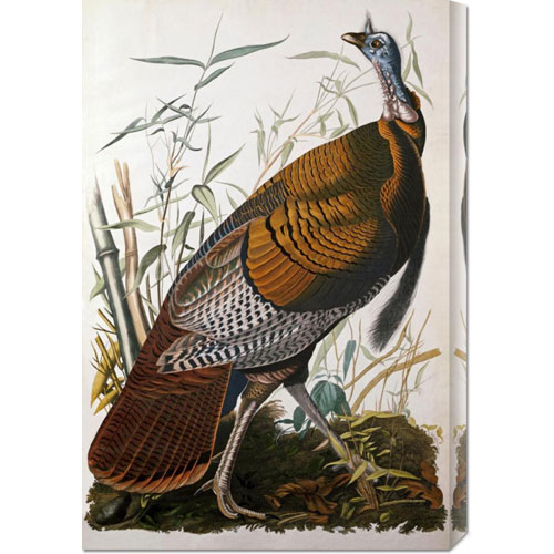 Bentley Global Arts Dba American Walls Gcs-264575-30-142 John James Audubon 'wild Turkey, Male' Stretched Canvas