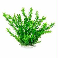 -anacharis Like Aquarium Plant- Green 20 Inch