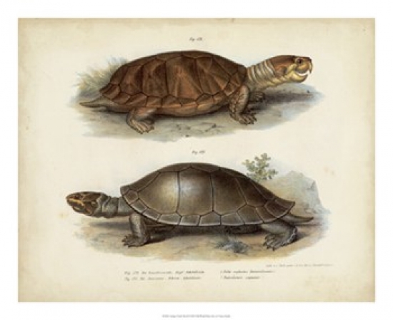 Old World Prints OWP21363Z Antique Turtle Pair II Poster Print by Vision studio - 22 x 18 Old World Prints OWP21363Z Antique Turtle Pair II Poster Print by Vision studio - 22 x 18