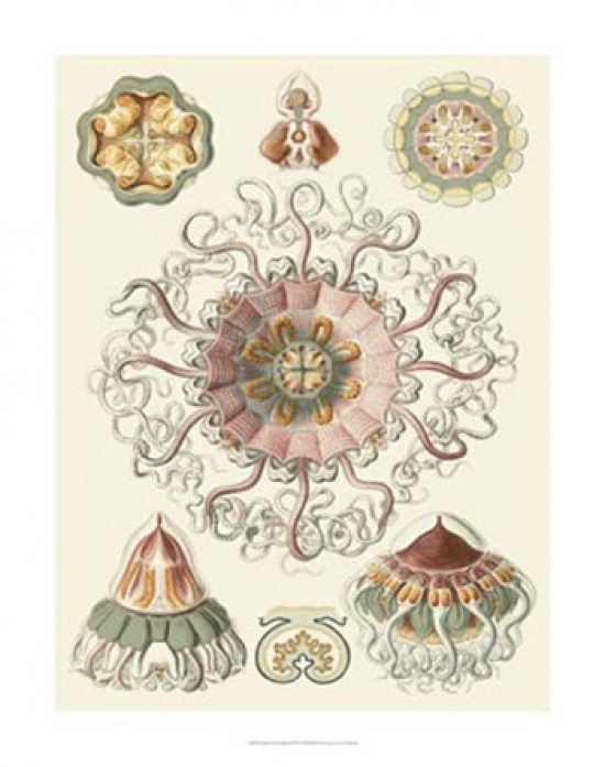 Owp65993z Sophisticated Sealife Ii Poster Print By Ernst Haeckel - 22 X 28