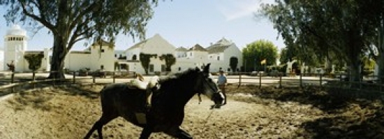 Horse Running In An Paddock Gerena Seville Seville Province Andalusia Spain Poster Print By - 36 X 12