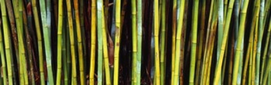 Bamboo Trees In A Botanical Garden Kanapaha Botanical Gardens Gainesville Alachua County Florida Usa Poster Print By - 36 X 12