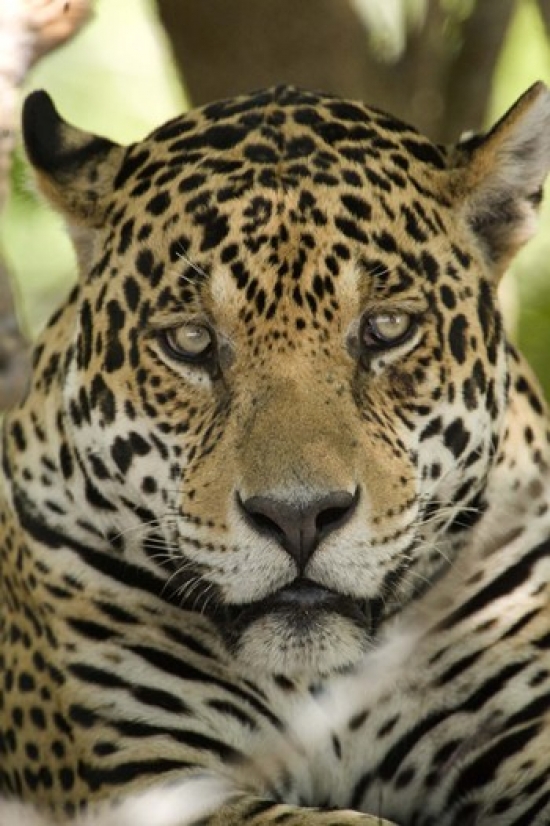 Close-up Of A Jaguar - Panthera Onca Three Brothers River Meeting Of The Waters State Park Pantanal Wetlands Brazil Poster Print By - 16 X 24
