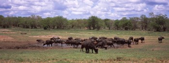 Herd Of Cape Buffaloes - Syncerus Caffer Use A Mud Hole To Cool Off In Mid-day Sun Kruger National Park South Africa Poster Print By - 36 X 12