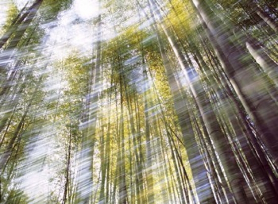 Ppi137038 Sunlight In Bamboo Forest Poster Print By - 36 X 27