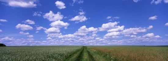 Road through agriculture fields Baden-Wurttemberg Germany Poster Print by - 36 x 12 Road through agriculture fields Baden-Wurttemberg Germany Poster Print by - 36 x 12