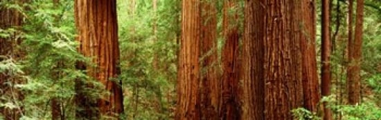 redwoods muir woods ca usa poster print by 36 x 12