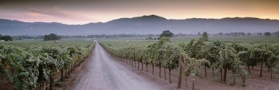 Ppi46055l Road In A Vineyard Napa Valley California Usa Poster Print By - 36 X 12
