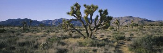 Ppi62378l Joshua Trees On A Landscape Joshua Tree National Monument California Usa Poster Print By - 36 X 12