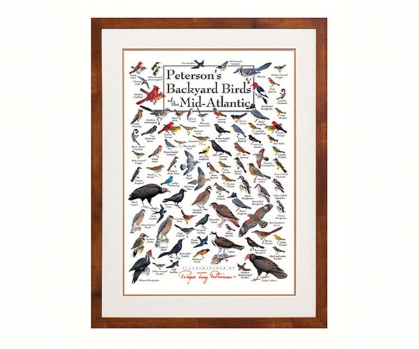 Steven M. Lewers & Associates Lewersbbmpt004 Peterson's Backyard Birds Of Mid-atlantic Poster