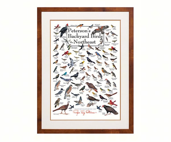 Steven M. Lewers & Associates Lewersbbnpt003 Peterson's Backyard Birds Of The Northeast Poster