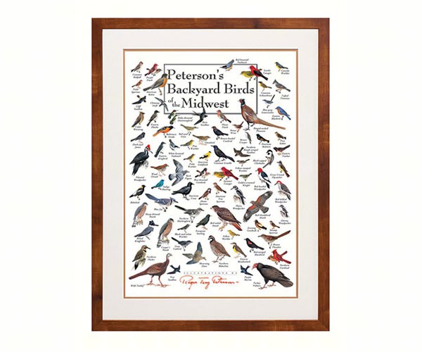 Steven M. Lewers & Associates Lewersbbupt006 Peterson's Backyard Birds Of The Midwest Poster