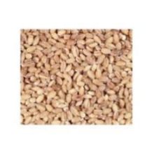 100% Organic Hulled Barley Bulk 5 Lbs