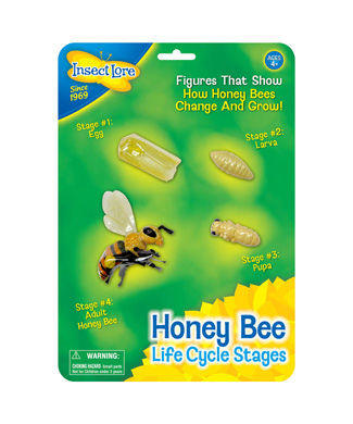 Bee Life Cycle Stages