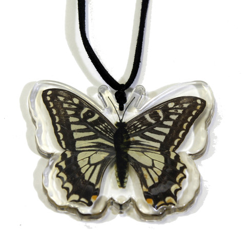 Company Btn102 Real Bug Asian Swallowtail Butterfly Necklace