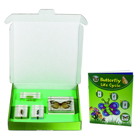Company Bfk1103 Biology For Kids, Butterfly Life Cycle, 4 Piece