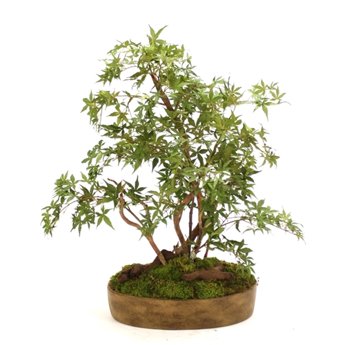 Distinctive Designs International Silk Japanese Maple Bonsai Tree In Oval Ceramic Tray - Green