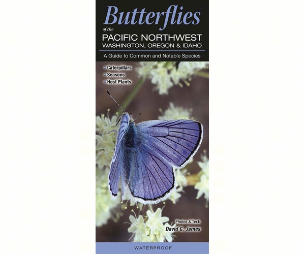 Qrp215 Butterflies Of The Pacific Northwest