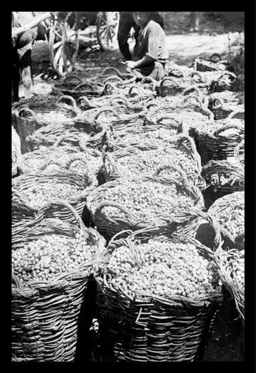 Baskets of Wine Grapes at Richon Le Zion 20x30 Poster