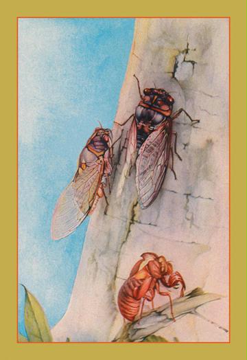 The Cicada 20x30 Poster