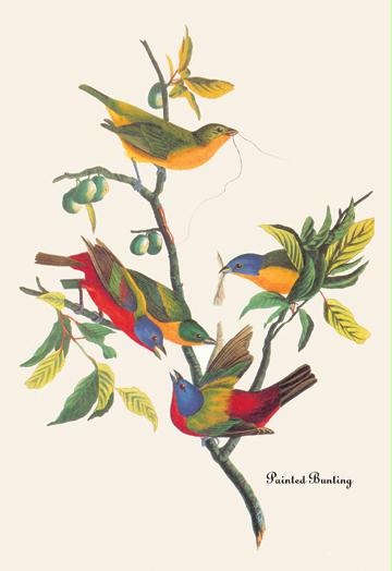 Painted Bunting 20x30 Poster