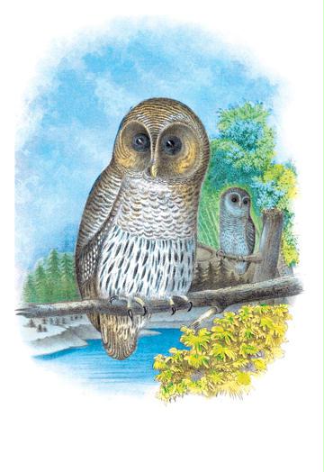 Buyenlarge 038128G24x36 The Barred Owl 24"x 36"Giclee Print On Standard Paper