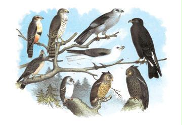 Femerol amp; Richardsonamp;apos;s Falcons Isabella Hawk Acadian Owl 24x36 Giclee