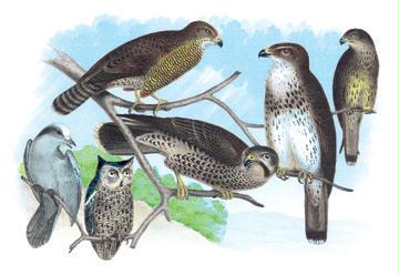 Owls Buzzards and Peregrine Falcon 24x36 Giclee