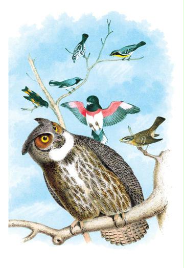 Buyenlarge 038179G24x36 The Great Horned Owl 24"x 36"Giclee