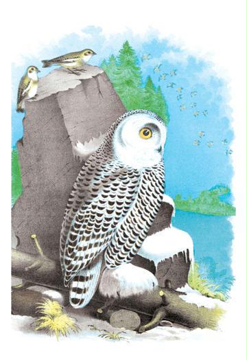 Buyenlarge 038268G24x36 The Snow Owl 24"x 36"Giclee Print On Standard Paper