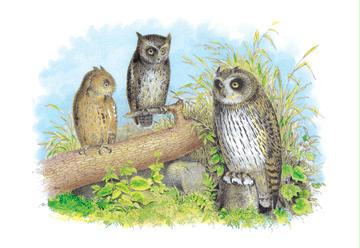ShortEared Owl and Screech Owl 24x36 Giclee